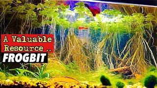 Amazon Frogbit- Care and How this Floating Plant Can be a VALUABLE RESOURCE for your Aquarium!