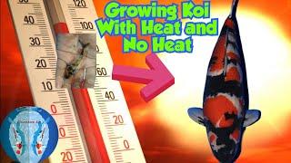 Growing Koi Big - Heating Vs No heating