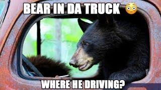 bear in da truck