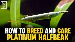 Expert Tips for Breeding Platinum Halfbeaks | Serendib Aquatics | Halfbeak Breeding & Caring Guide