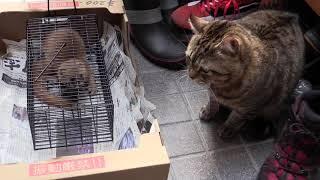 イタチを初めて見た猫の反応、Cats' reaction to seeing Weasel for the first time