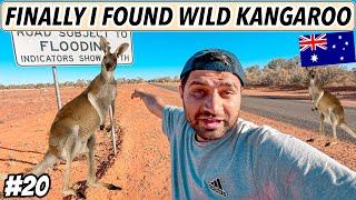 FINALLY I FOUND A WILD KANGAROO IN AUSTRALIA