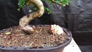 38 Year Old Flowering Curved Trunk Fukien Tea Specimen Bonsai Tree