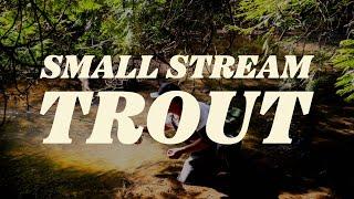 Day trippin':  Fly Fishing and studying wild trout with Ontario Streams conservation