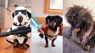 Crusoe's Star Wars Dog Costumes Compilation