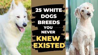 25 White Dog Breeds You Never Knew Existed: Find the Perfect Fit︱58  White Breeds Dogs