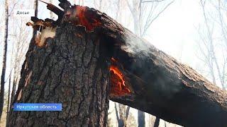 Горят леса!