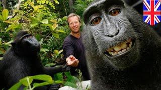 Public or primate property? Monkey selfie ownership dispute