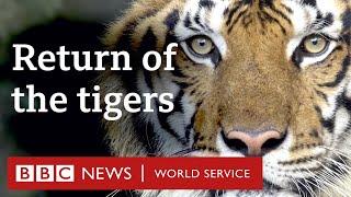 How Nepal is saving its tigers - BBC World Service Documentaries