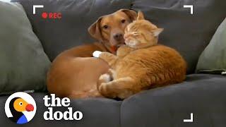 Parents Set Up Hidden Camera And Catch Cat Cuddling Their Anxious Dog | The Dodo Odd Couples