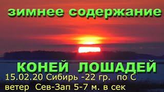 Бажениты видят как правильно содержат в Сибири лошадей коней