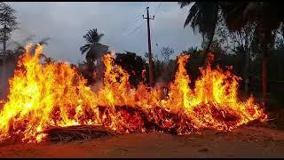 Sankranthi festival celebration by cattle running on fire