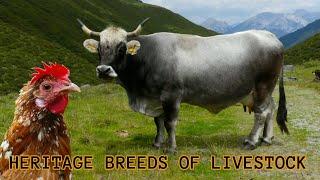 Old and rare breeds of cattle, goat, sheep, pig, chicken - Endangered Heritage breeds of livestock