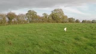 White goshawk hunting hare