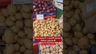 Беларус показал картофеле-лучное изобилие, но есть один нюанс  #беларусь #belarus #юмор #картошка