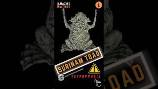 Surinam Toad - A Weird Toad Gives Birth Through The Back !