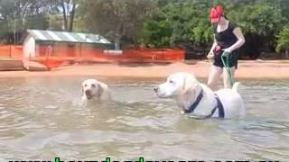 4 3 14 Brisbane Doggy Daycare & In Home Dog Minding