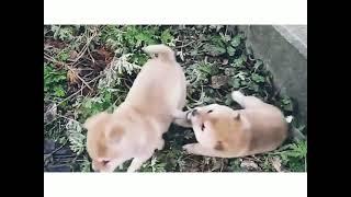 all animals funniest moments cats dogs lovers #funny ##cats #funny #kawi #tiktok #likee #sneak