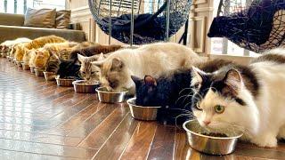 24 SMART CATS BREAKFAST (2022) Shibuya Cat Cafe Tokyo Japan