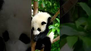 Cute Panda #panda  #pandavideo    #animalsounds #animalnoises #animalsouds