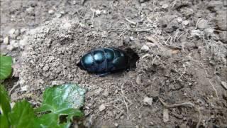 La ponte du Méloé violet (Meloe violaceus), par André Lequet