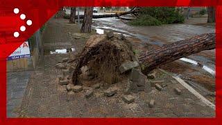 Alluvione in Emilia Romagna: alberi caduti a Pinarella (RA)