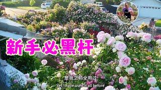 玫瑰都是被爱死的你敢信？终于找到黑杆的原因了！园艺篇662