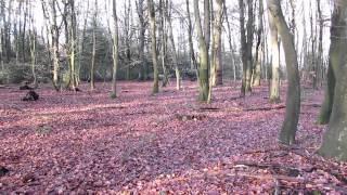 "Winterpilze" Austernseitling - Pleurotus ostreatus