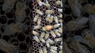Как сеет пчелиная матка  #пчеловодство #bee #beekeeper