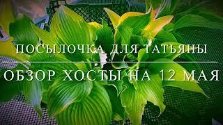 ПОСЫЛКА ДЛЯ ТАТЬЯНЫ ОБЗОР ХОСТЫна 12.05.24..#волгоград #растения #обзор #посылка#