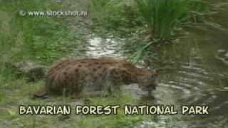 Bavarian Forest National Park