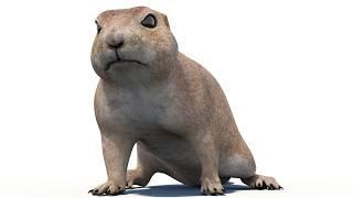 Prairie Dog 3D Model with Animations | @PROmax3D