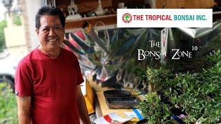 A Visit to The Tropical Bonsai Inc, The Bonsai Zone, Aug 2023