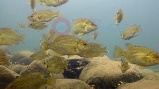 Collossal School of Rock Bass Underwater-Engbretson Underwater Photography