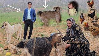 Sacred Sheep: Buying a sheep for a poor nomadic woman by a young benefactor