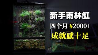 花了四个月2000多块钱，新人开雨林缸真的困难重重