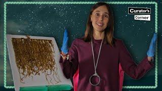 Inca Khipu: The record and writing system made entirely of knots | Curator's Corner S6 Ep9