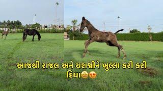 યશશ્વી અને રાજલ આજથી ખુલ્લા | Jay Sakariya | RJ jay | Horses | Open field | Marwari Horses | Horse