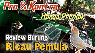 Sharing Burung Prenjak / Review burung rawatan Kicau Pemula