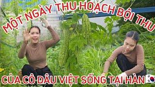 227 MỘT NGÀY THU HOẠCH RAU VIỆT NAM TẠI HÀN QUỐC.