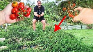 The EASY Way to Grow Tomatoes That Actually WORKS!