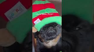 Shut it up Debbie! #grumpydog #dog #brusselsgriffon #holiday audio @reallymrt