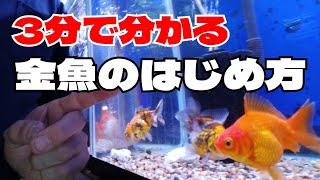 金魚の飼い方動画【金魚30年】簡単3分でわかる金魚の始め方　 初心者向け　ビギナー向け　金魚飼育歴30年　簡単説明　金魚の飼い方　金魚の飼育方法