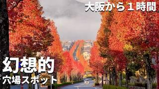 【穴場•絶景】大阪から１時間「絵画のような紅の道」が幻想的過ぎた / 歩きたくなる秋・モミジバフウの並木道など