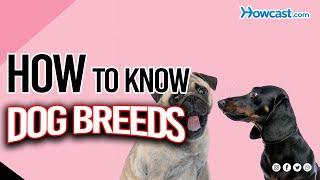 How to know dog breeds