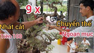 xem 9x chuyển thế tác phẩm trực hoàng  hoàn thiện cắt về phôi chia thành 2 cây mà run hết cả người