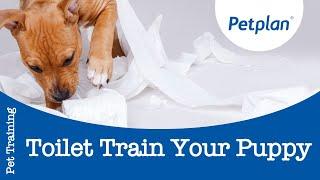 How to Toilet Train a Puppy -  Petplan