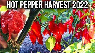 The Hot Pepper Harvest Video We All Need, 2 SPICY Varieties!