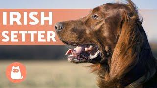 IRISH SETTER  Characteristics, Character and Health