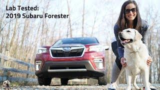 2019 Subaru Forester: Andie the Lab Review!